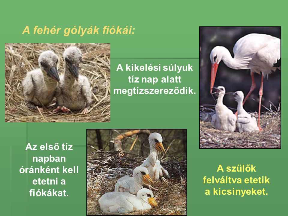 A fehér gólyák fiókái: A kikelési súlyuk tíz nap alatt megtízszereződik. Az első tíz napban óránként kell etetni a fiókákat.
