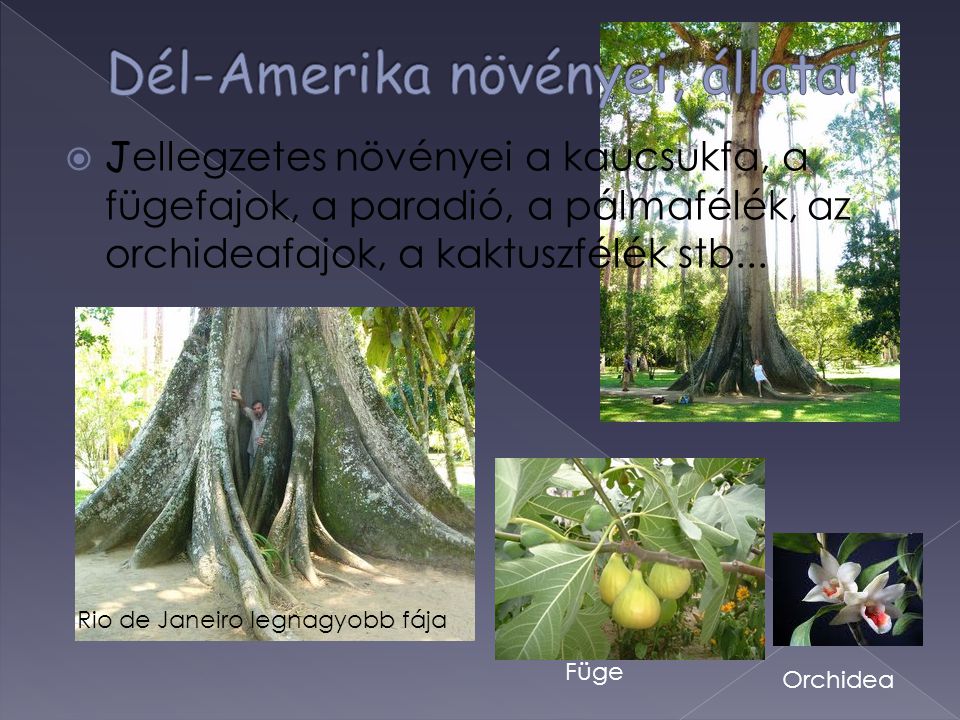 Dél-Amerika növényei, állatai