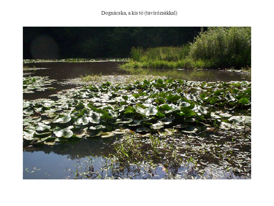 Dognácska, a kis tó (tavirózsákkal)