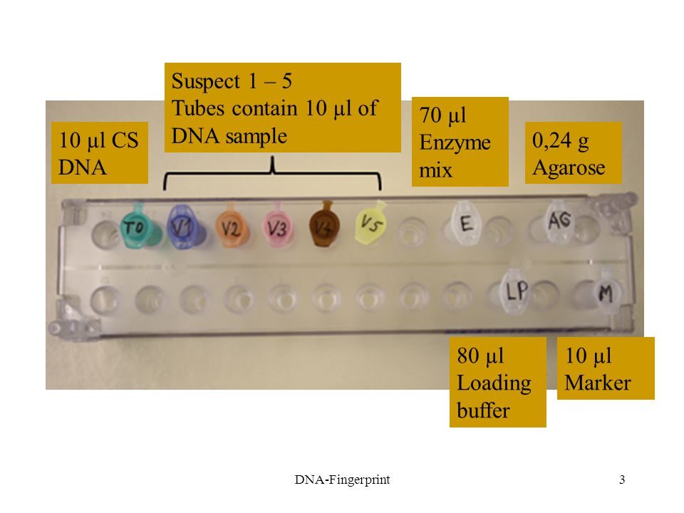 Tubes contain 10 µl of DNA sample 70 µl Enzyme mix 10 µl CS DNA 0,24 g