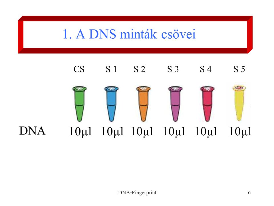 1. A DNS minták csövei DNA 10µl 10µl 10µl 10µl 10µl 10µl
