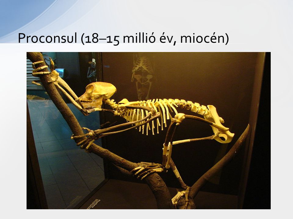 Proconsul (18–15 millió év, miocén)