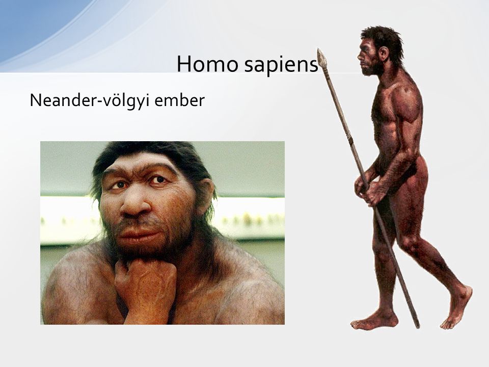 Homo sapiens Neander-völgyi ember
