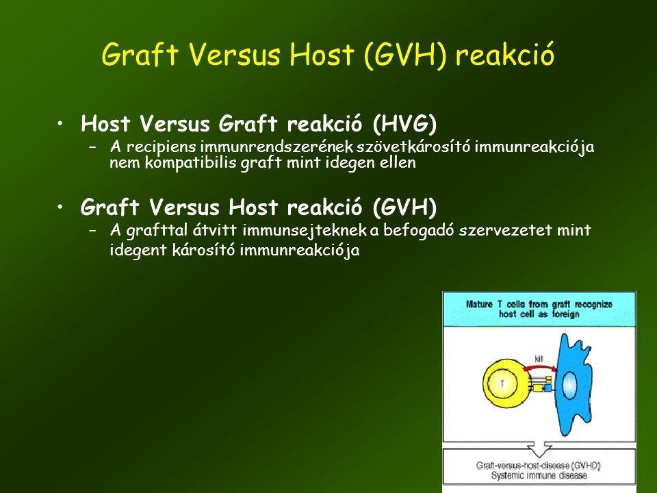 Graft Versus Host (GVH) reakció
