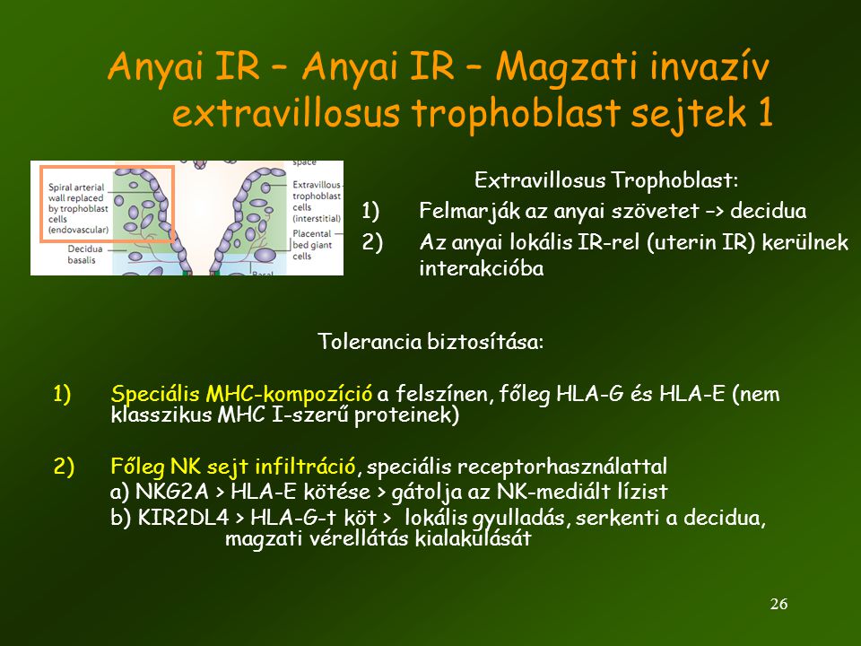 Anyai IR – Anyai IR – Magzati invazív extravillosus trophoblast sejtek 1