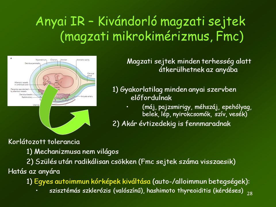 Anyai IR – Kivándorló magzati sejtek (magzati mikrokimérizmus, Fmc)