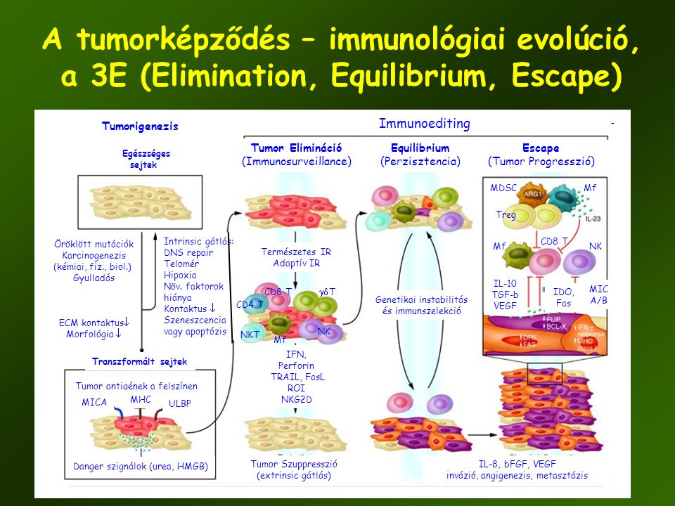 A tumorképződés – immunológiai evolúció, a 3E (Elimination, Equilibrium, Escape)