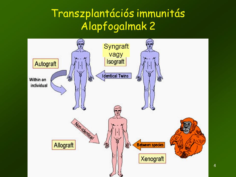 Transzplantációs immunitás Alapfogalmak 2