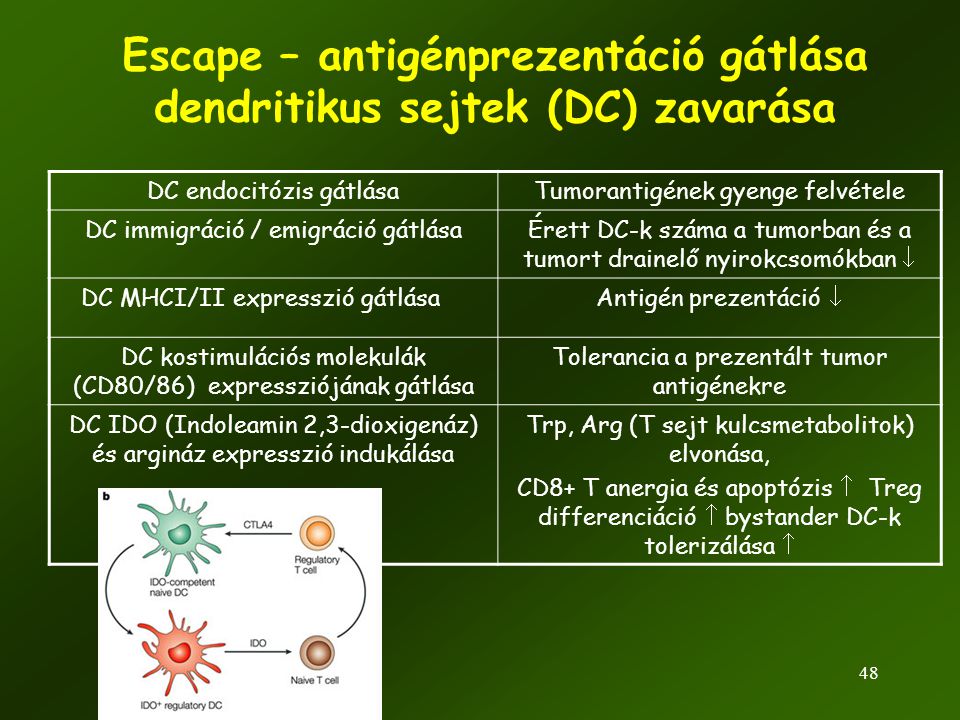 Escape – antigénprezentáció gátlása dendritikus sejtek (DC) zavarása