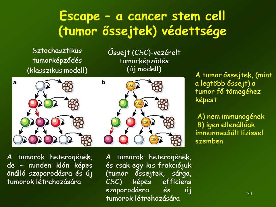 Escape – a cancer stem cell (tumor őssejtek) védettsége