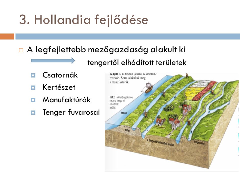 3. Hollandia fejlődése A legfejlettebb mezőgazdaság alakult ki