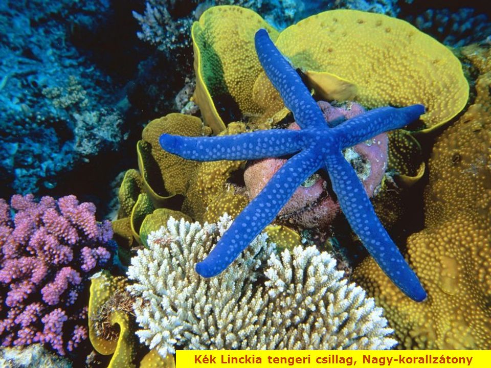 Kék Linckia tengeri csillag, Nagy-korallzátony