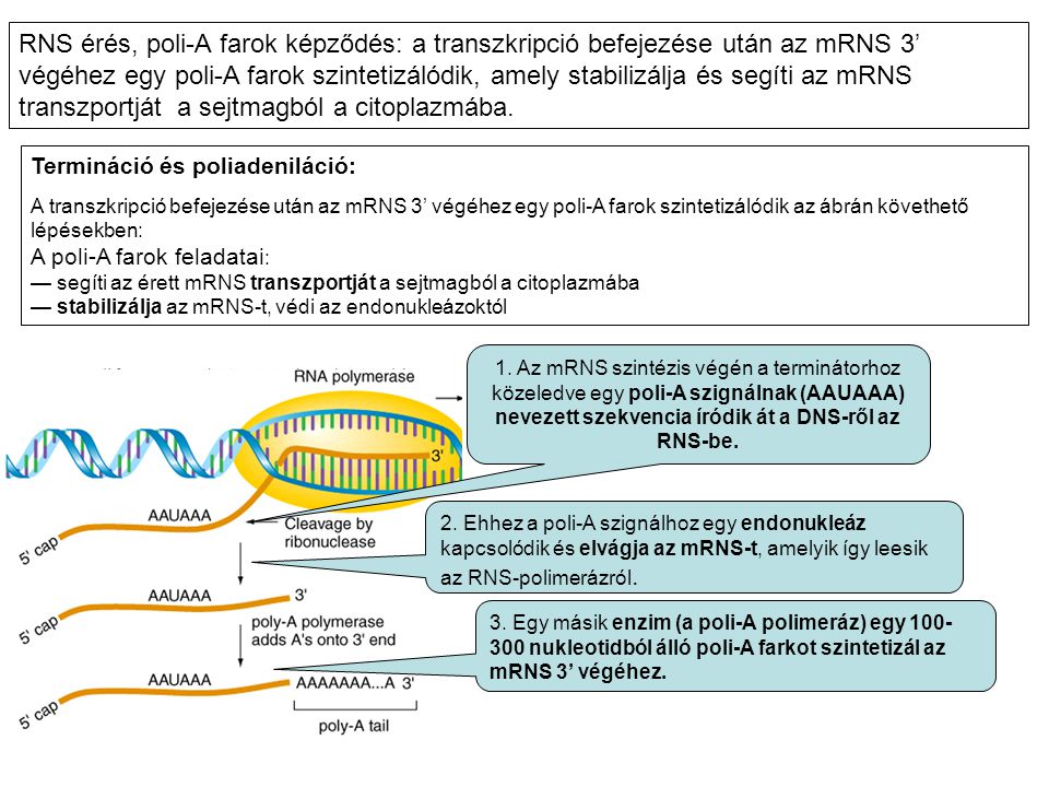 RNS érés, poli-A farok képződés: a transzkripció befejezése után az mRNS 3’ végéhez egy poli-A farok szintetizálódik, amely stabilizálja és segíti az mRNS transzportját a sejtmagból a citoplazmába.