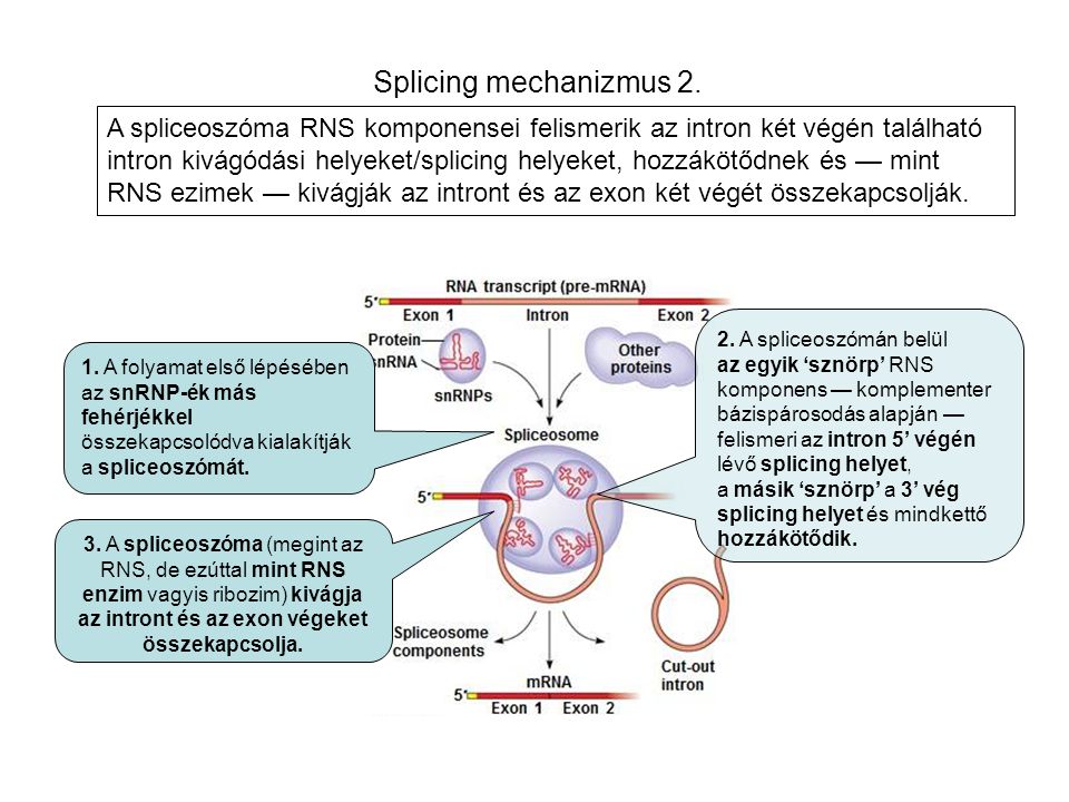Splicing mechanizmus 2.
