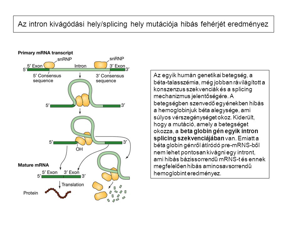 Az intron kivágódási hely/splicing hely mutációja hibás fehérjét eredményez
