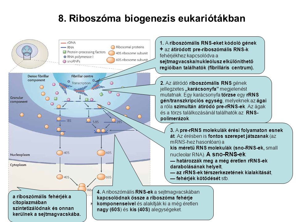 8. Riboszóma biogenezis eukariótákban
