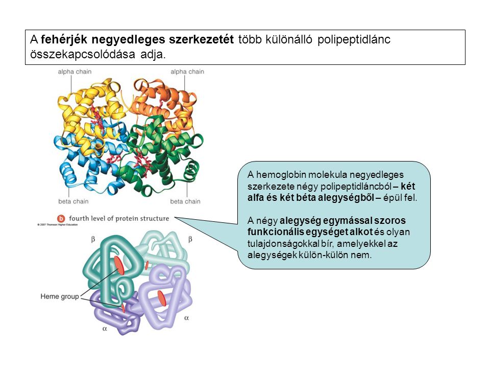A fehérjék negyedleges szerkezetét több különálló polipeptidlánc összekapcsolódása adja.