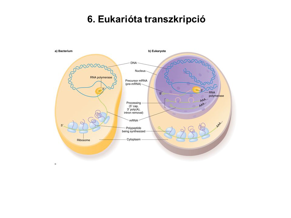 6. Eukarióta transzkripció