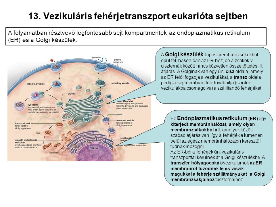 13. Vezikuláris fehérjetranszport eukarióta sejtben