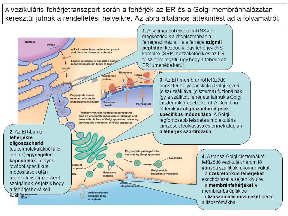 A vezikuláris fehérjetranszport során a fehérjék az ER és a Golgi membránhálózatán keresztül jutnak a rendeltetési helyeikre. Az ábra általános áttekintést ad a folyamatról.