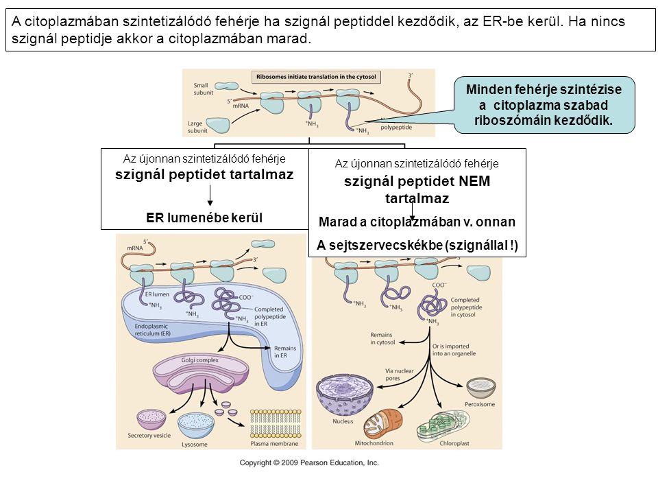 A citoplazmában szintetizálódó fehérje ha szignál peptiddel kezdődik, az ER-be kerül. Ha nincs szignál peptidje akkor a citoplazmában marad.