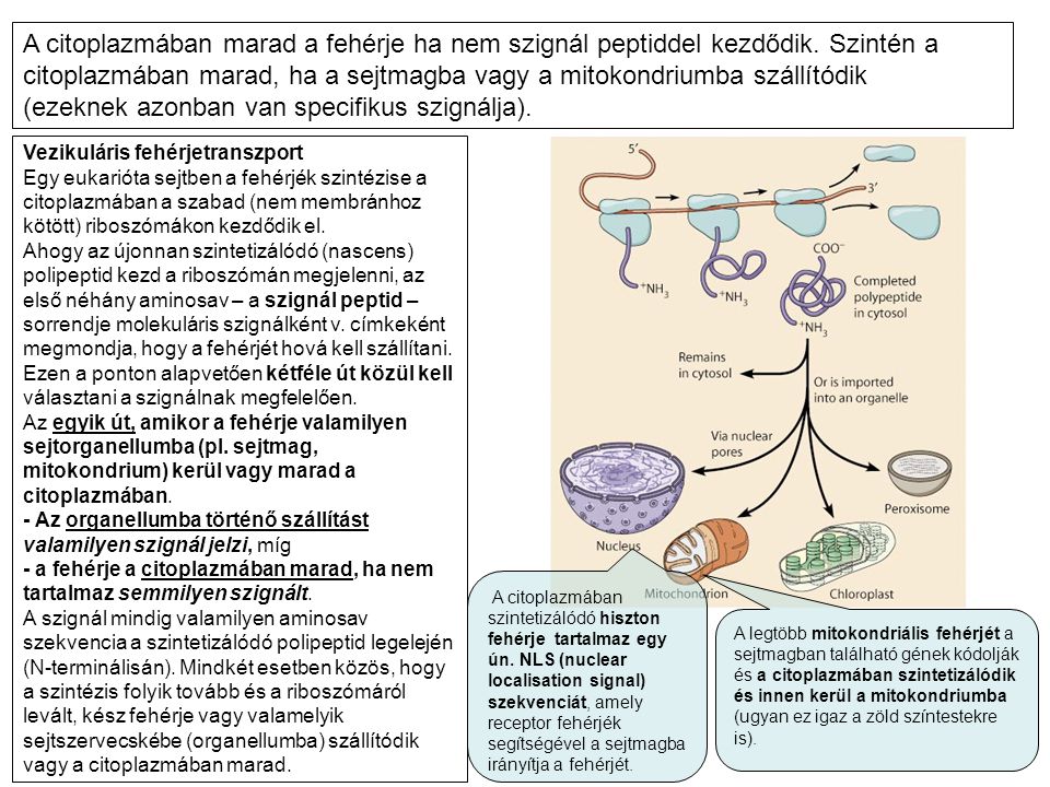 A citoplazmában marad a fehérje ha nem szignál peptiddel kezdődik