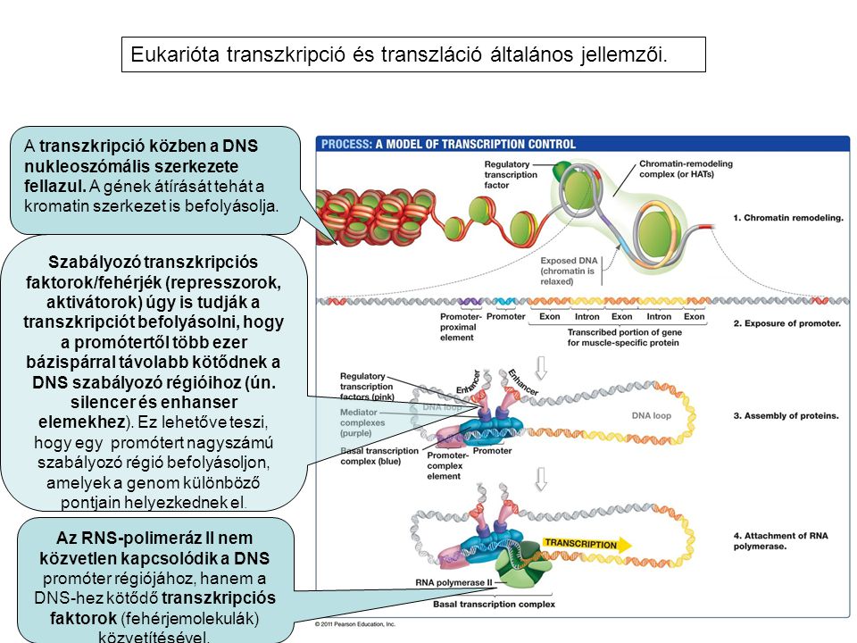 Eukarióta transzkripció és transzláció általános jellemzői.