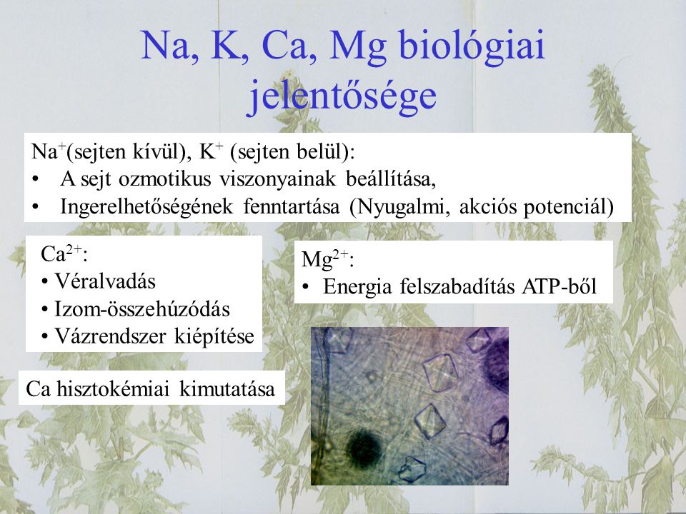 Na, K, Ca, Mg biológiai jelentősége