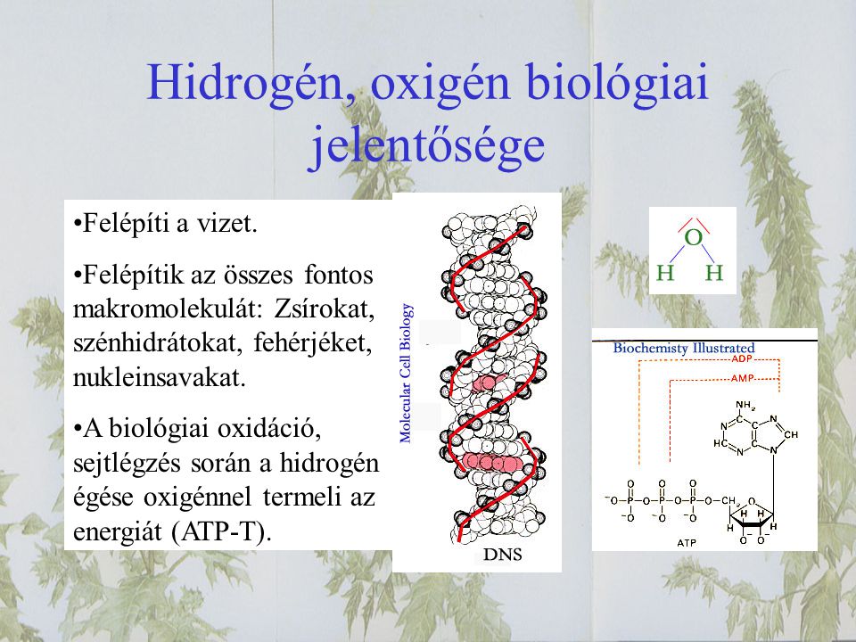 Hidrogén, oxigén biológiai jelentősége