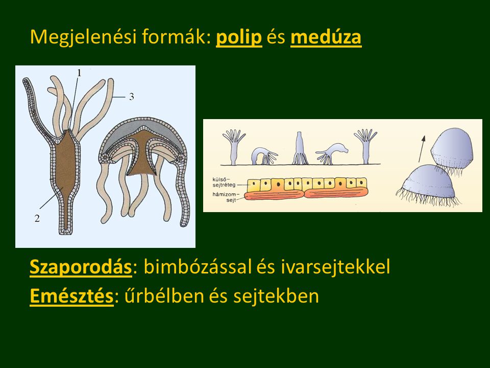 Megjelenési formák: polip és medúza Szaporodás: bimbózással és ivarsejtekkel Emésztés: űrbélben és sejtekben