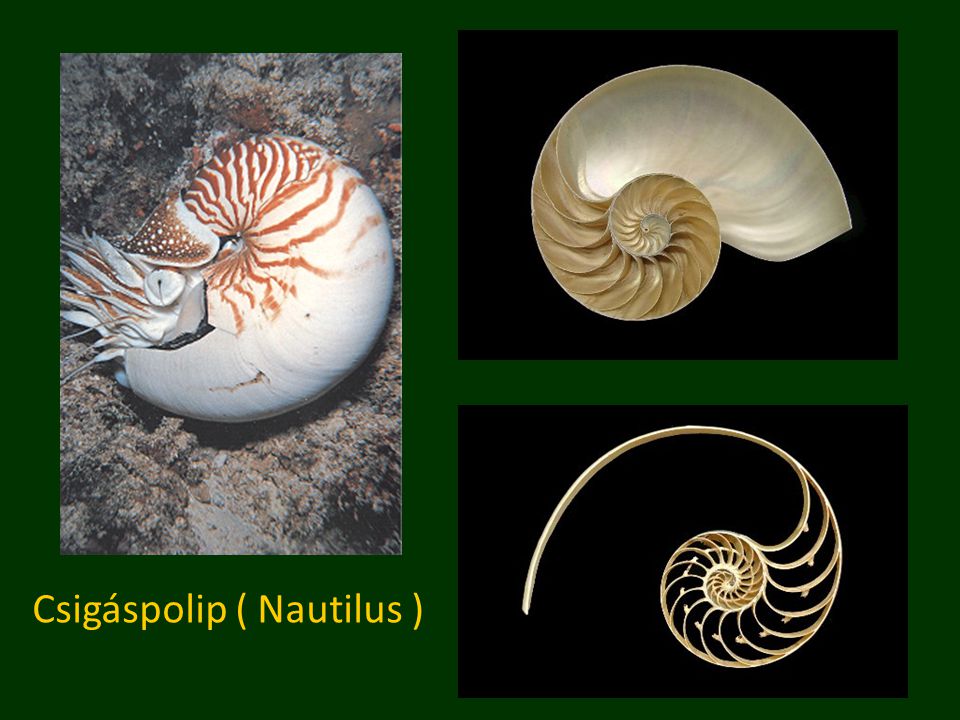 Csigáspolip ( Nautilus )