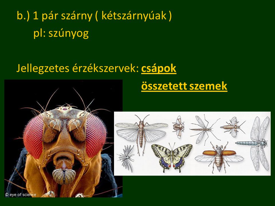b.) 1 pár szárny ( kétszárnyúak ) pl: szúnyog Jellegzetes érzékszervek: csápok összetett szemek
