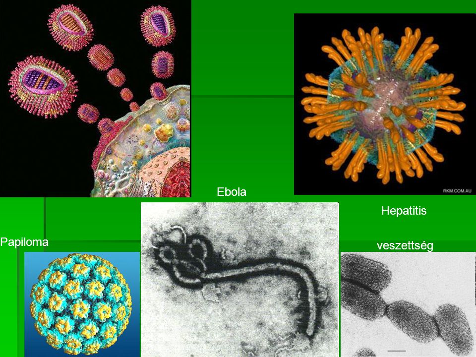 Ebola Hepatitis Papiloma veszettség