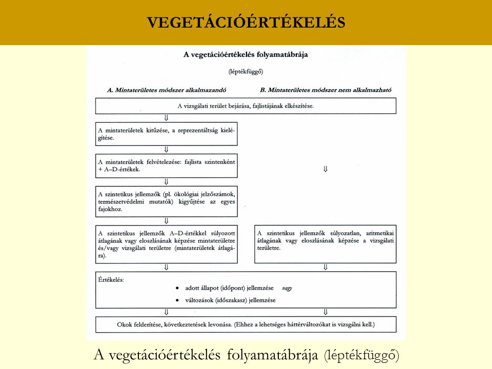 A vegetációértékelés folyamatábrája (léptékfüggő)