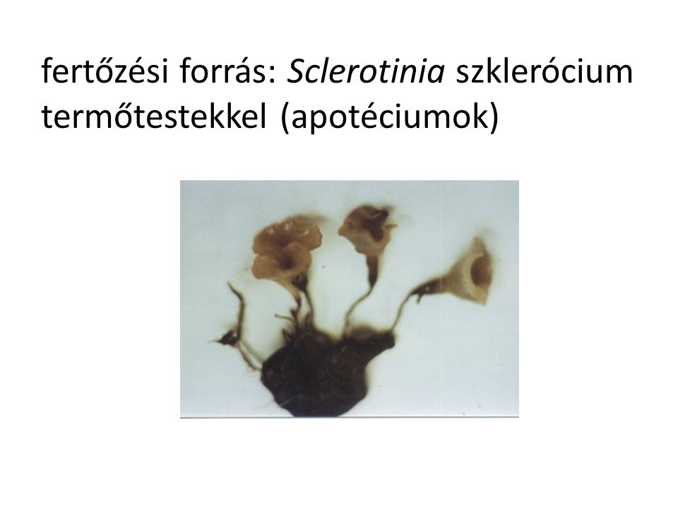 fertőzési forrás: Sclerotinia szklerócium termőtestekkel (apotéciumok)