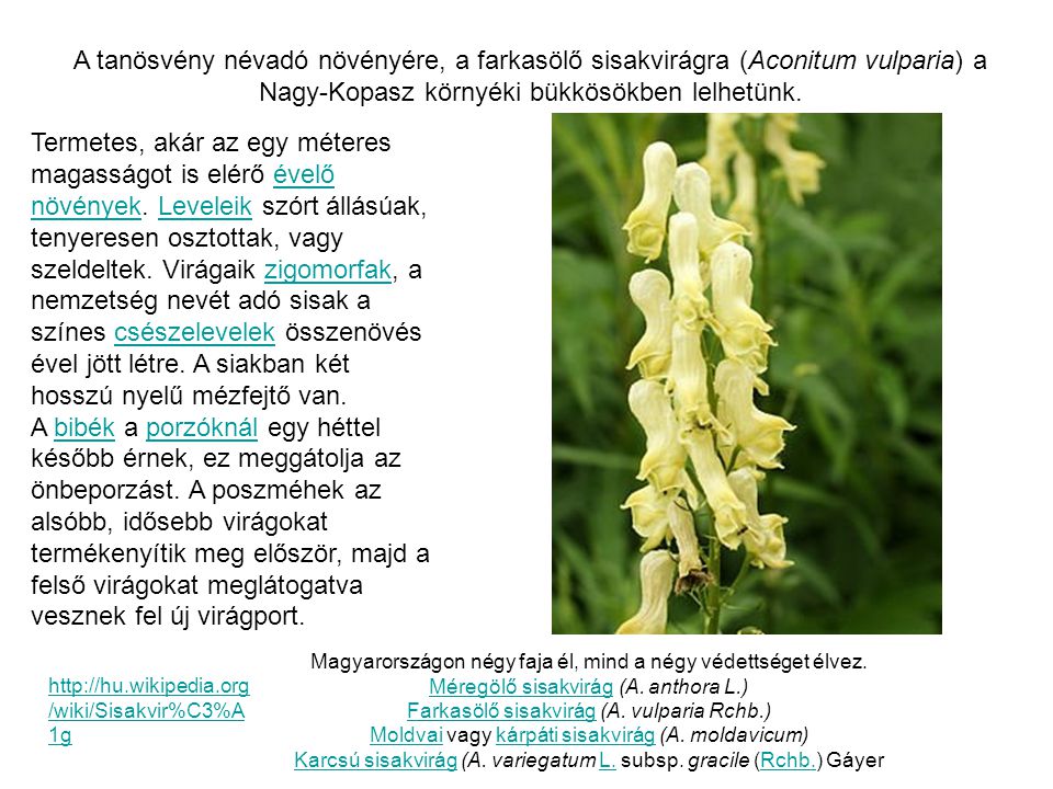 A tanösvény névadó növényére, a farkasölő sisakvirágra (Aconitum vulparia) a Nagy-Kopasz környéki bükkösökben lelhetünk.