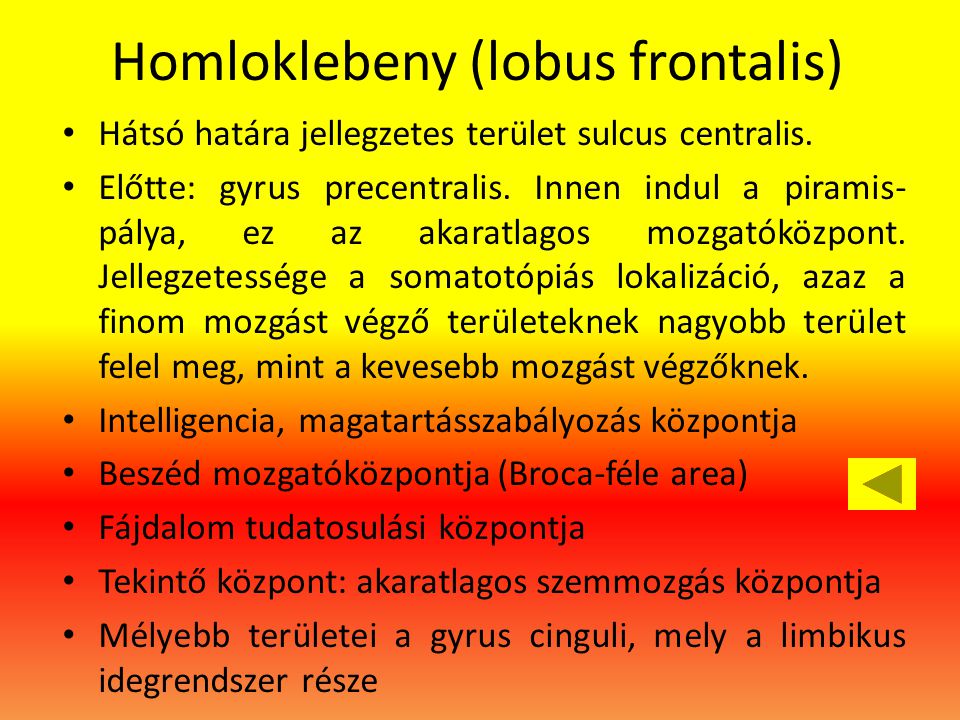 Homloklebeny (lobus frontalis)
