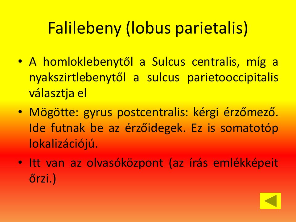 Falilebeny (lobus parietalis)