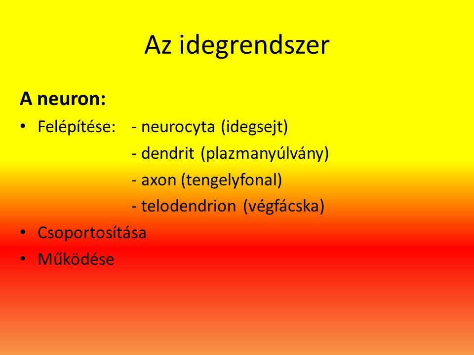 Az idegrendszer A neuron: Felépítése: - neurocyta (idegsejt)