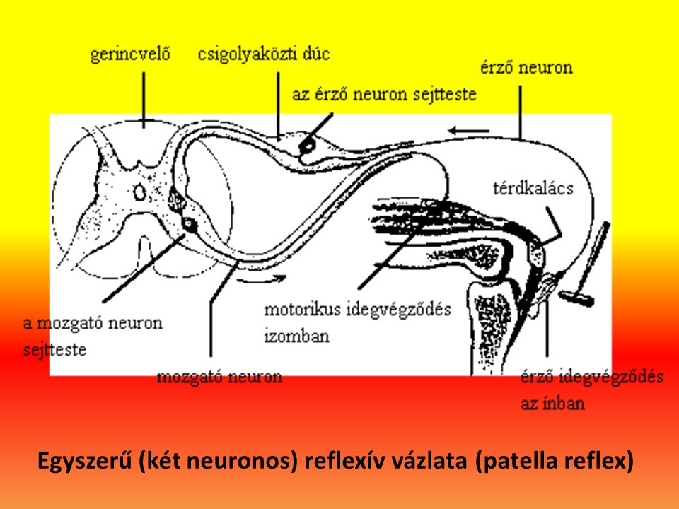 Egyszerű (két neuronos) reflexív vázlata (patella reflex)