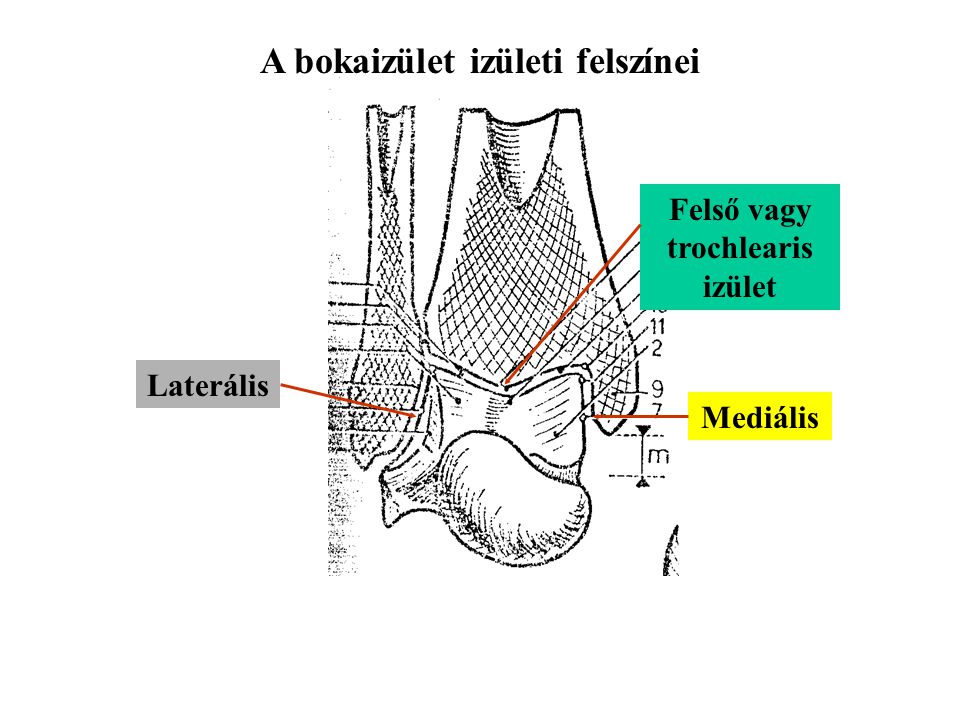 A bokaizület izületi felszínei Felső vagy trochlearis