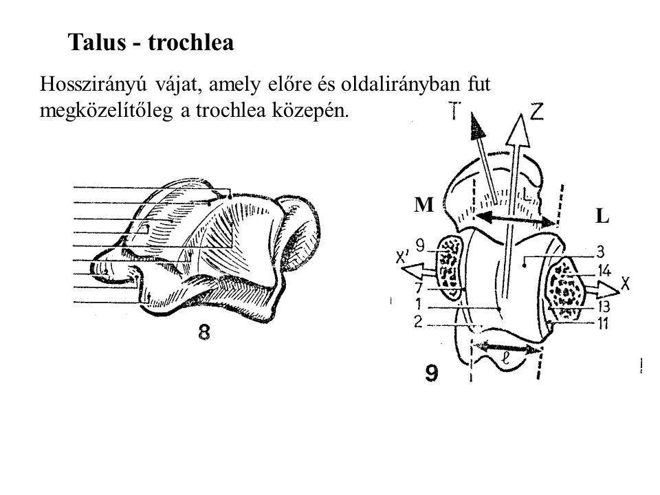 Talus - trochlea Hosszirányú vájat, amely előre és oldalirányban fut megközelítőleg a trochlea közepén.