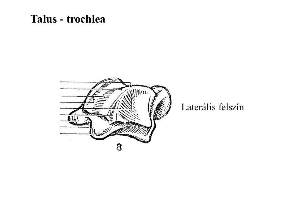 Talus - trochlea Laterális felszín
