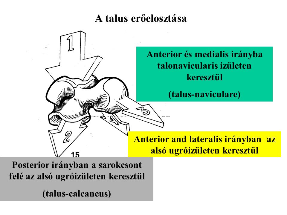A talus erőelosztása Anterior és medialis irányba talonavicularis izületen keresztül. (talus-naviculare)