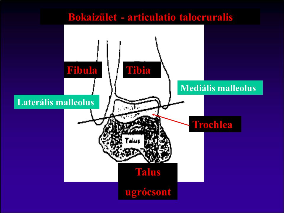Bokaizület - articulatio talocruralis