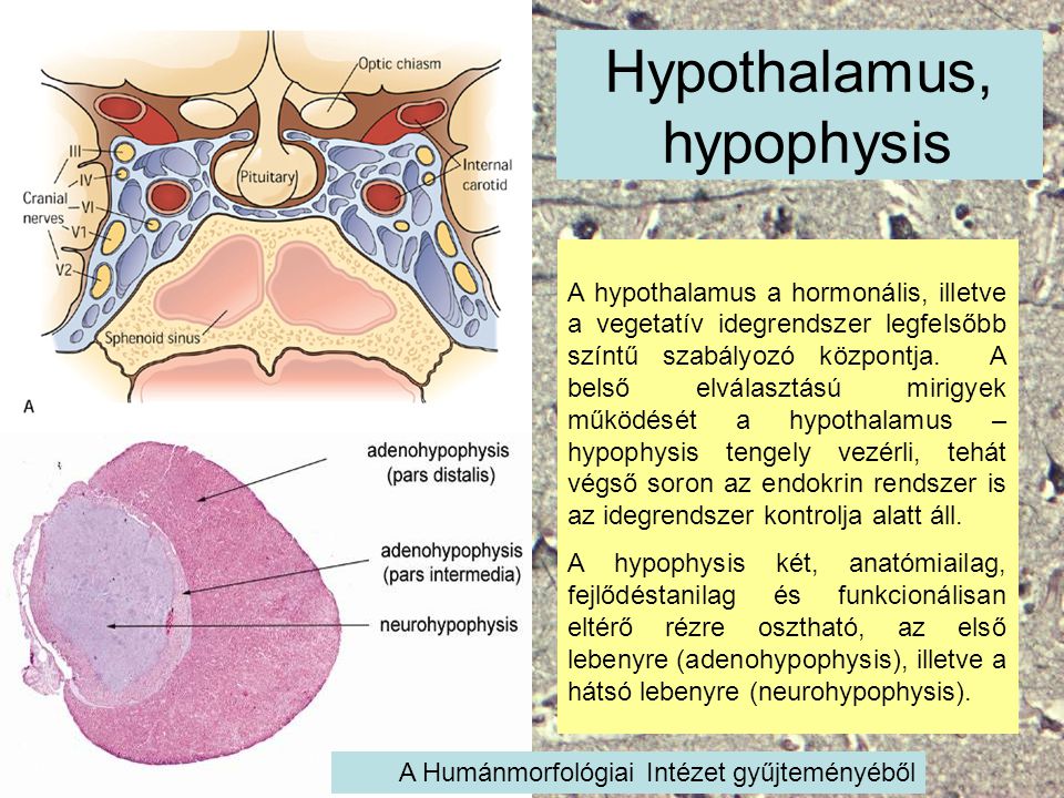 Hypothalamus, hypophysis