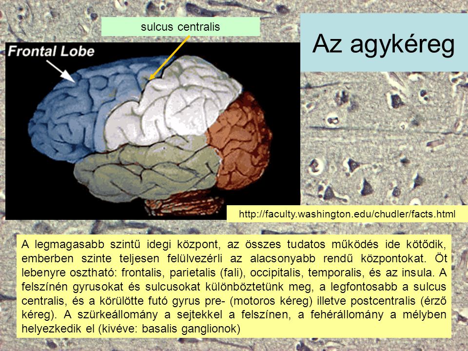 Az agykéreg sulcus centralis