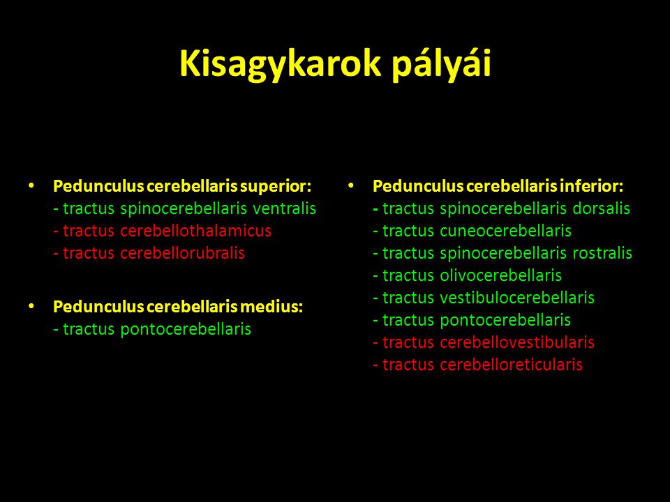 Kisagykarok pályái Pedunculus cerebellaris superior: - tractus spinocerebellaris ventralis - tractus cerebellothalamicus - tractus cerebellorubralis.