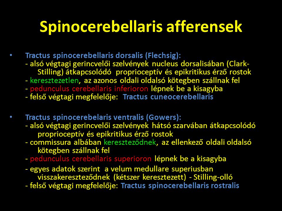 Spinocerebellaris afferensek