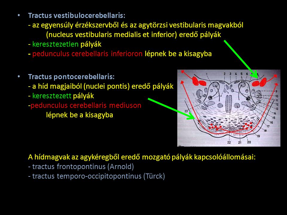 Tractus vestibulocerebellaris: - az egyensúly érzékszervből és az agytörzsi vestibularis magvakból (nucleus vestibularis medialis et inferior) eredő pályák - keresztezetlen pályák - pedunculus cerebellaris inferioron lépnek be a kisagyba